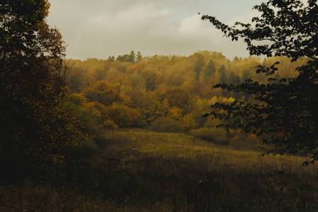 Capturing the Autumn Glow: A Step-by-Step Watercolor Study