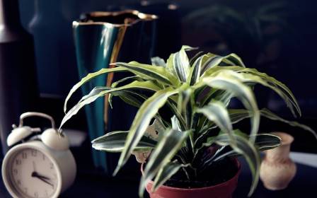 The Surprising Ways Indoor Plants Improve Your Daily Health and Focus