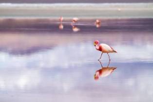 Extraordinary Traits and Peculiarities of the Flamingo