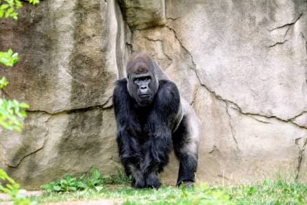 Seven Intriguing Realities of the Gorilla