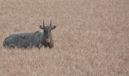 The Most Monumental Antelopes on Earth