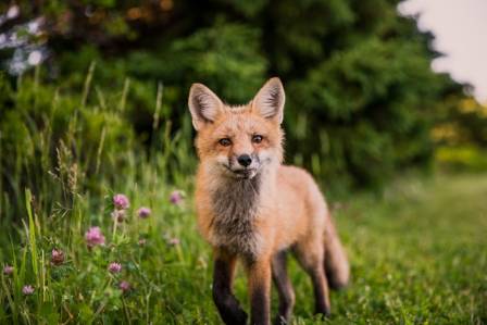 25 Intriguing Facts About Foxes