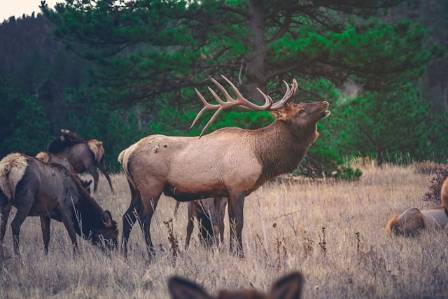 Rocky Mountain Majesty: 8 Intriguing Insights Into Elk Biology and Behavior