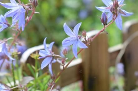 The World of Campanula: Biology, Taxonomy, and Horticulture