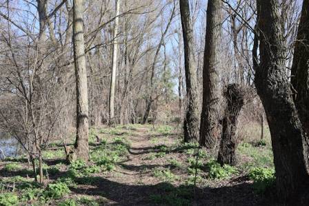 How To Create And Maintain Trails In Your Woods