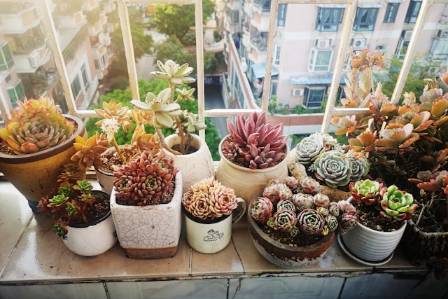 How to Care for Succulents Indoors