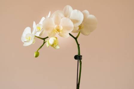 How to Successfully Grow and Care for Orchids Indoors