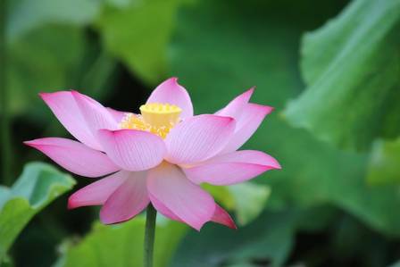 The Lotus Unveiled: Symbolism, Culinary Delights, and Modern Reverence in Thailand