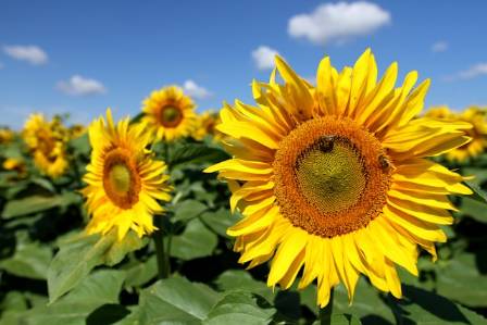 12 Health Benefits of Sunflower Seeds