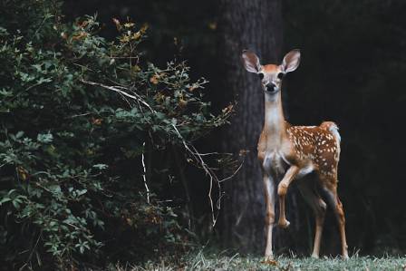 Fascinating Facts About Deer