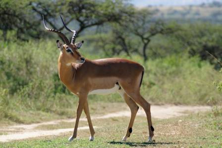 The Ultimate Guide to the Secret and Wonderful World of Antelopes