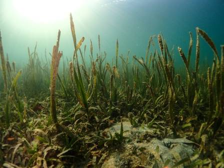 The Hidden Forests of the Sea: An Overview of Seagrass Meadows
