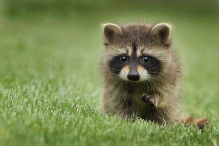 11 Fascinating Facts About Raccoons