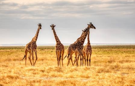 Tall Tales from the Savannah: A Giraffe Photo Feature