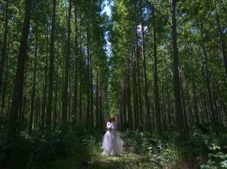 7 Magical Ideas to Plan a Woodland-Themed Wedding