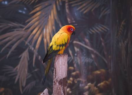 The World’s Most Vibrant Birds: 26 Colorful Species and Their Stories