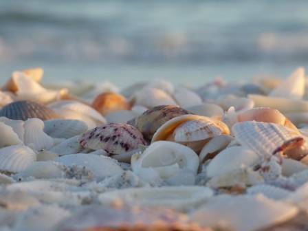 The world’s 7 best beaches for finding shells