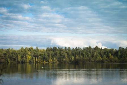 Six of the World's Most Beautiful Forests to Explore