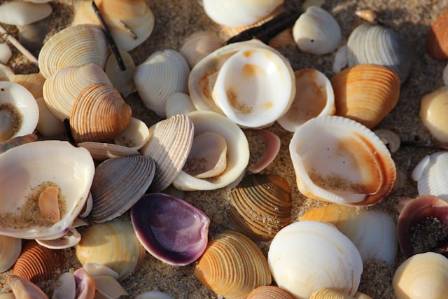 The World's Most Beautiful Seashells
