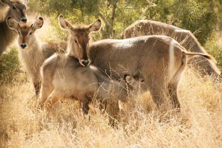 The Waterbuck: Africa’s Majestic Wetland Antelope – Adaptations, Behavior, and Ecology