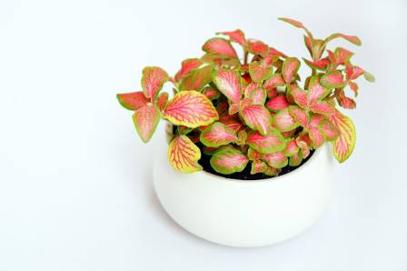 Fittonia Nerve Plant Care Guide