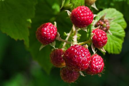 Top 10 Creative Ways to Enjoy Raspberries