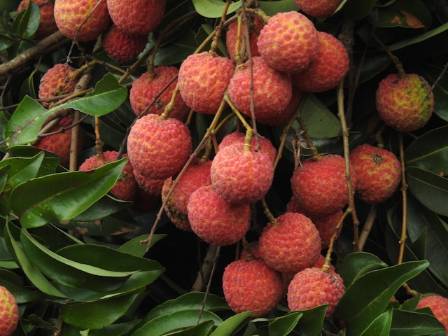 लीची: एक विशिष्ट उष्णकटिबंधीय फल