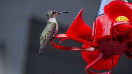 3D Wooden Hummingbird Mechanism